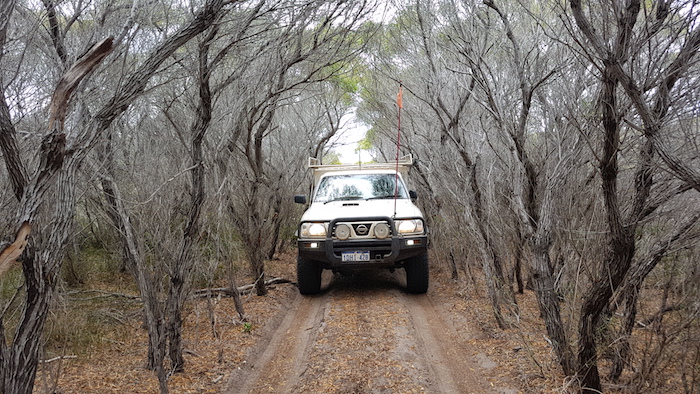 Tunnel of trees near Hamersley River.