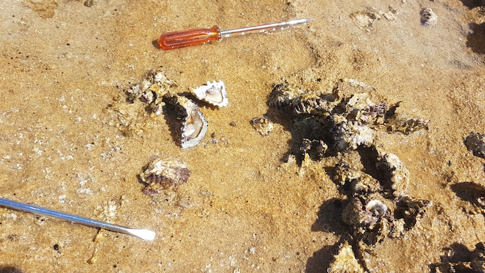 Small but succulent.