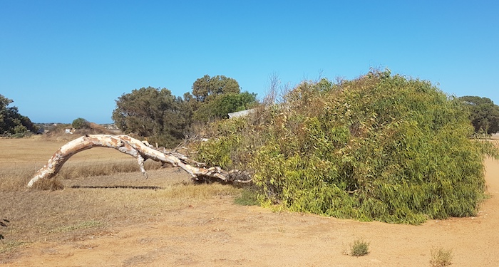 Wonder which way the wind blows?