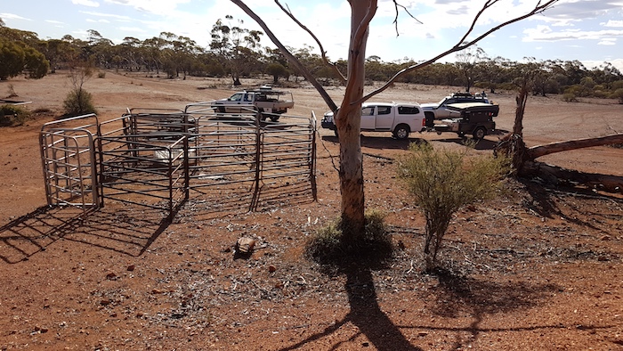 Cattle yards at Marda.