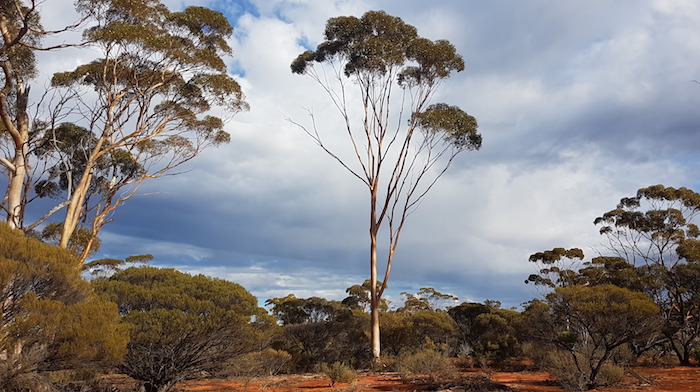Four kilometres south-west of Pittosporum Rockhole.