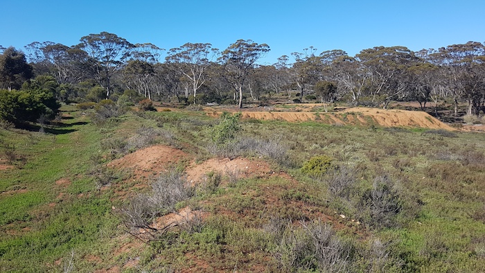 Earthen contour wall directs water into the dam. Interestingly the dam is located in bushland and away from farmland.