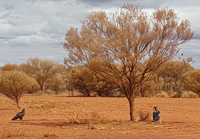A pair of wedgetail eagles at Craiggiemore on the Merolia Road four kilometres south-east of Laverton.