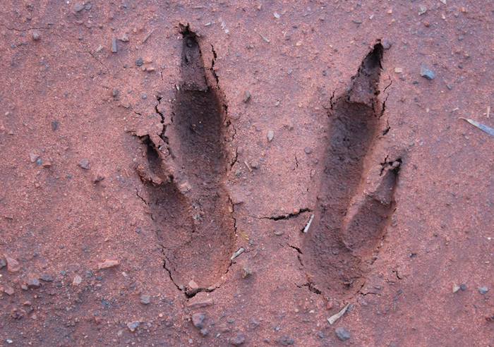 Emu footprint