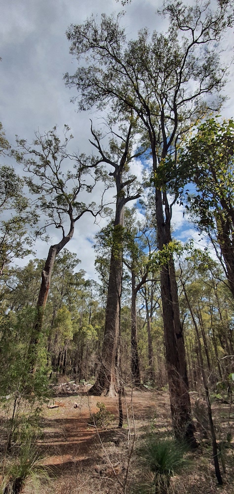 King Jarrah Tree