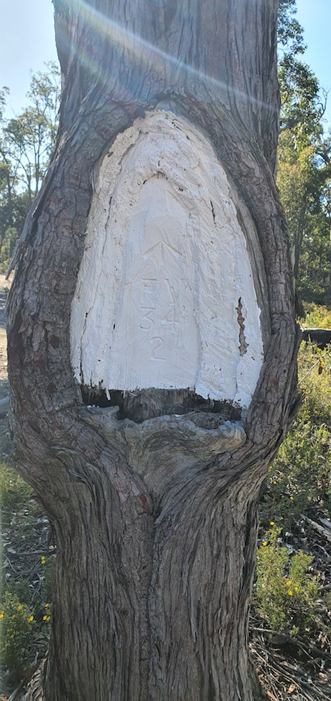 Blazed tree previously used to locate position, since superceded by GPS.