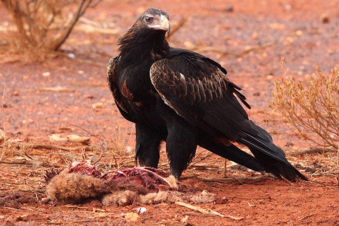 Wedgetail Eagle with kill.