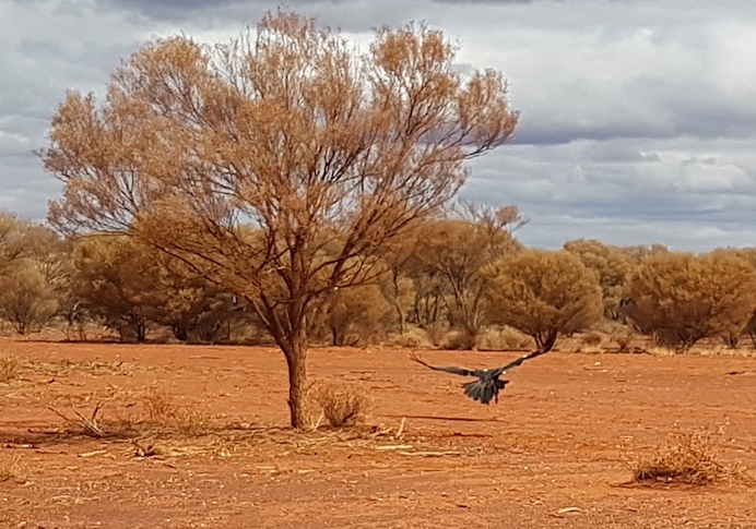 Disturbed by our attention.