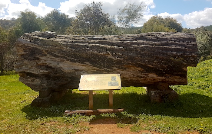 Jarrah log at Wellington Mill.