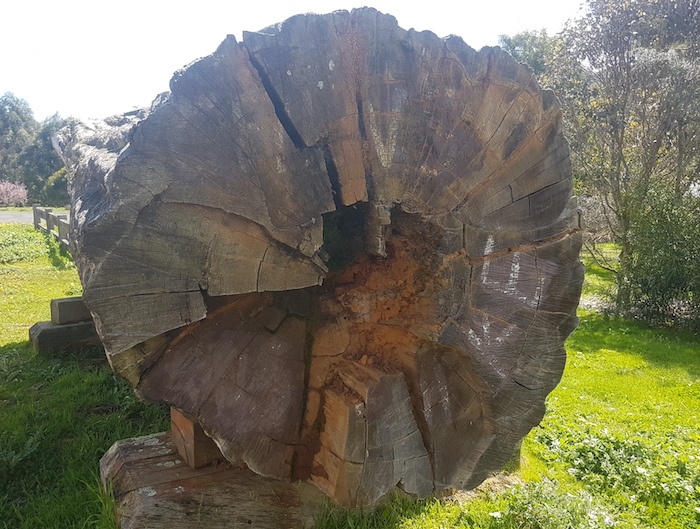 Jarrah log at Wellington Mill.