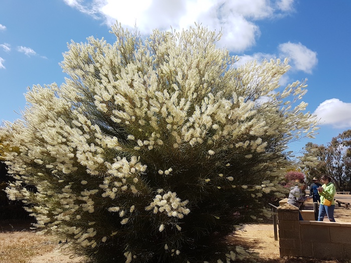 Magnificent wildflower display at Wubin.