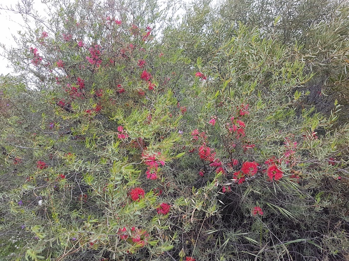 Callistemon on Kalannie Road.
