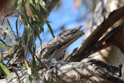 A frogmouth in tree overlooking camp.