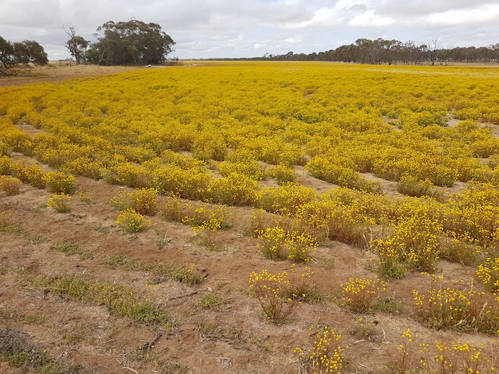 Planted wildflowers along Jones Road.