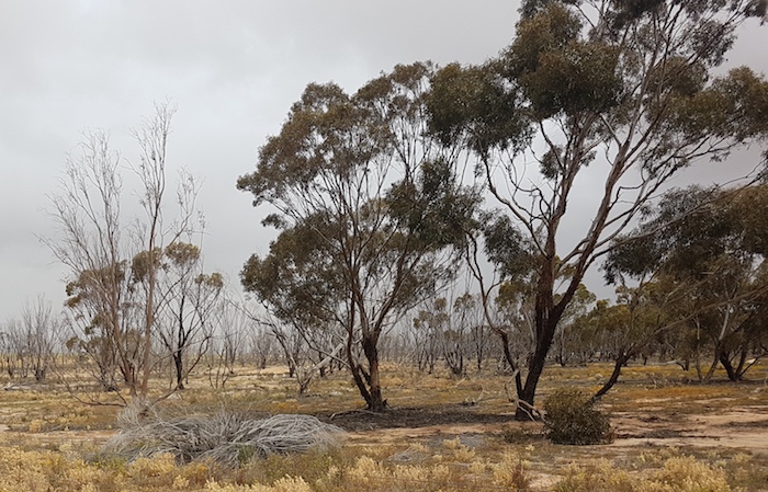Timber Reserve on Jones Road, near Kalannie.