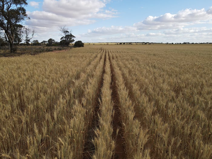 A very common sight around Dalwallinu.