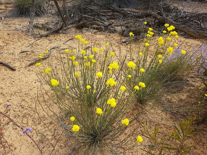 Very common but unidentified yellow flowering plant.