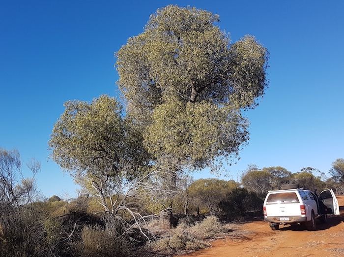 Distinctive kurrajong tree.