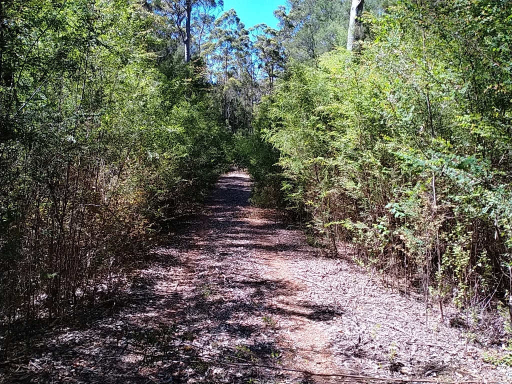 Overgrown Duch Fonti Road.