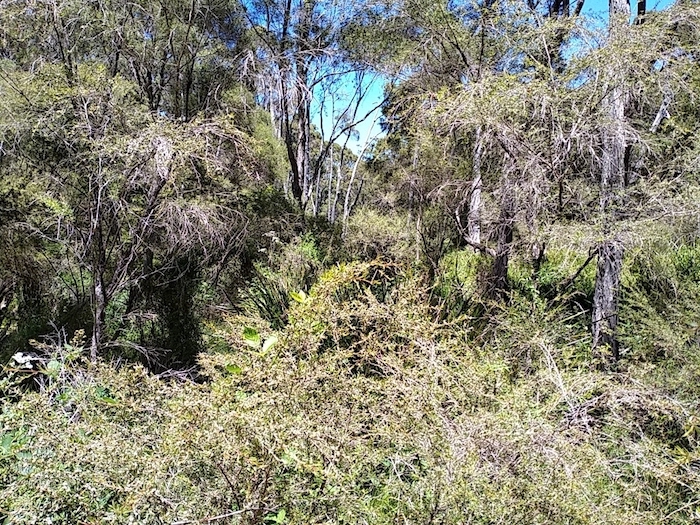 Warren River cedar or juniper myrtle (Taxandria juniperina)