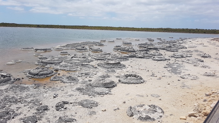 Stromatolites at Lake Thetis, Cervantes.