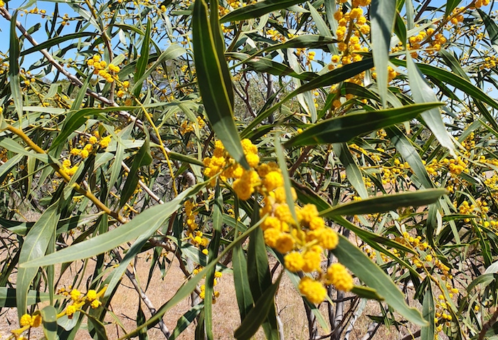 Acacias in flower at Burracoppin Well.