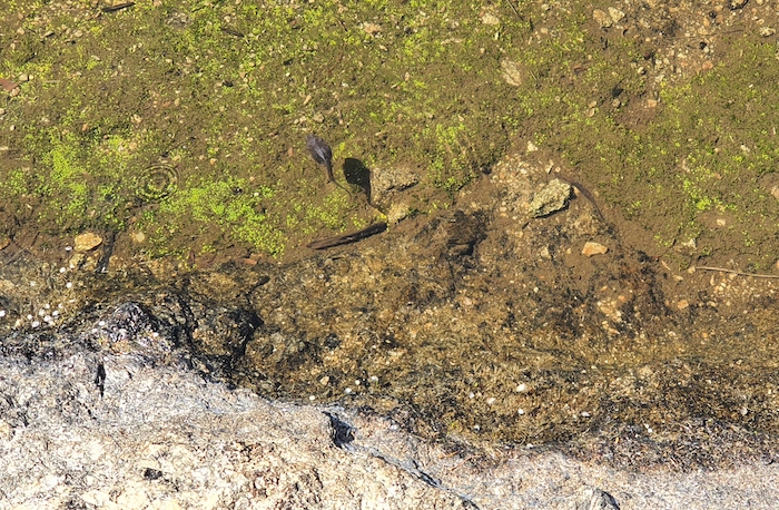 Tadpoles in the gnammas near the top of Cave Hill.