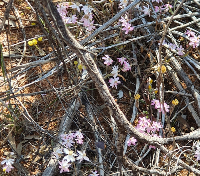 Pink everlastings at Elachbutting Rock.