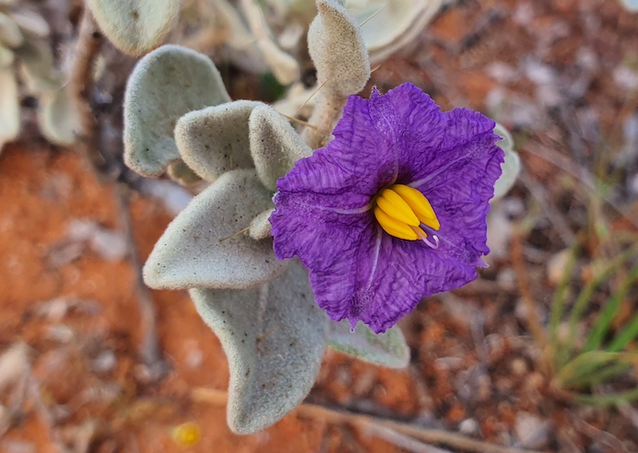 The striking Flannel Bush is a common sight. They occur throughout Western Australia except for the south coast and north of Port Hedland. Solanum lasiophyllum is a member of the Solanaceae family and as the name implies, is a family and genus that loves the sun. The leaf description, lasiophyllum, comes from the Greek, lasios meaning shaggy or hairy (flannel-like) and phyllon, leaf; hence, hairy leaf.