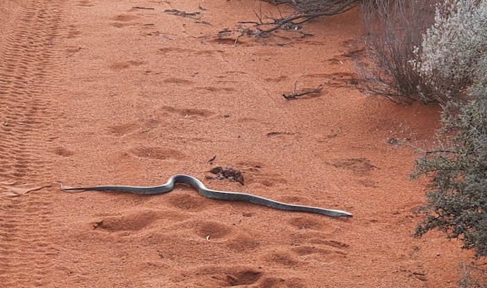 King Brown at Emu Flat.