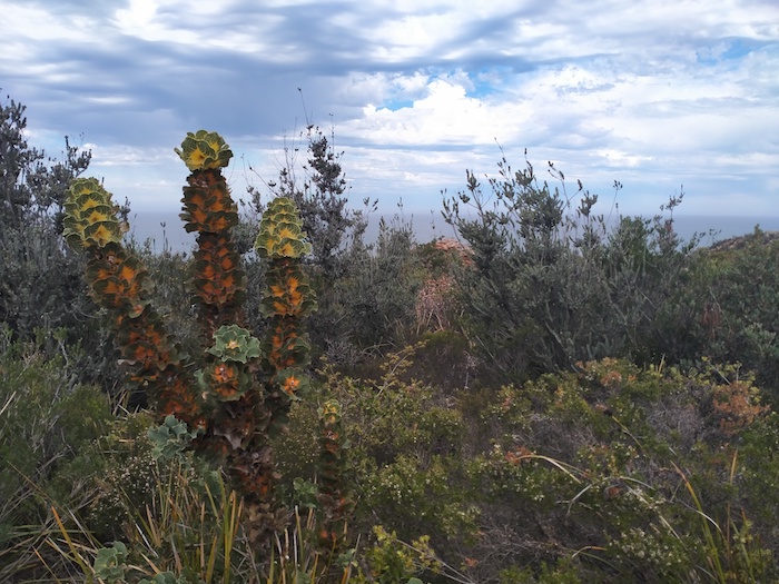 Royal Hakea at Barrens Lookout.