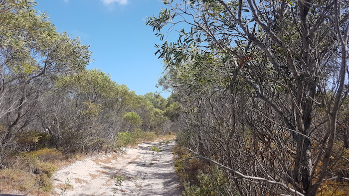 Tree-lined track just south of Coolimba.