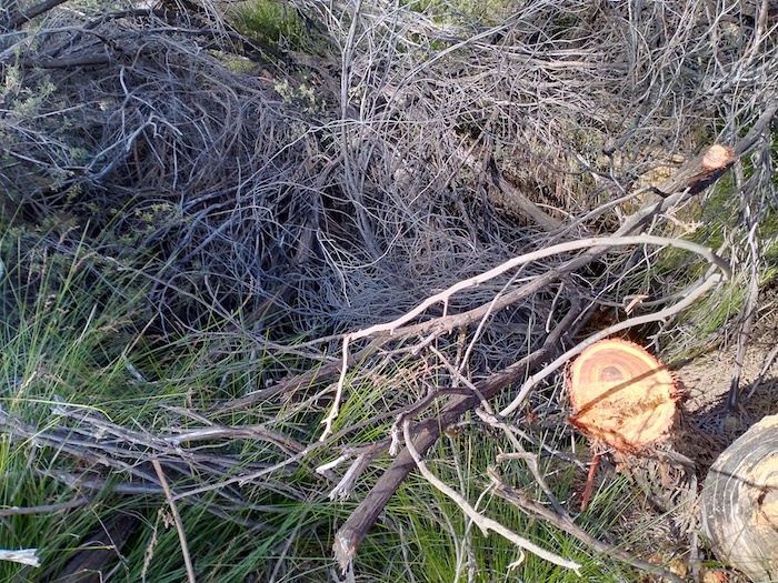 After a few hours of effort by the whole team the well is still very much overgrown, choked and hidden.