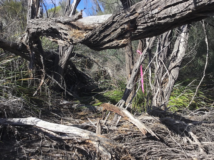 Nearly impenetrable.